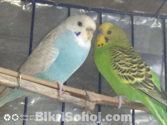 Budgerigars